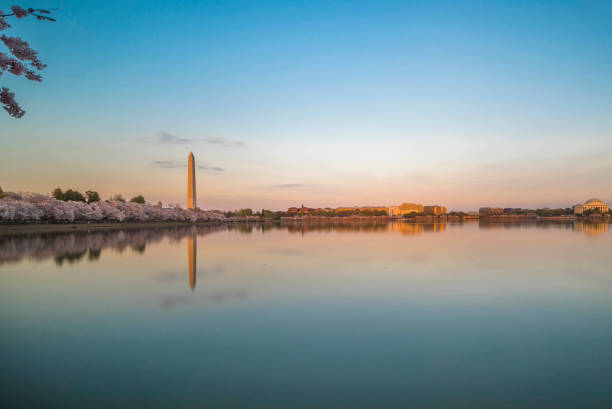 istock Washington DC cherry blossoms and monument 1141352299
