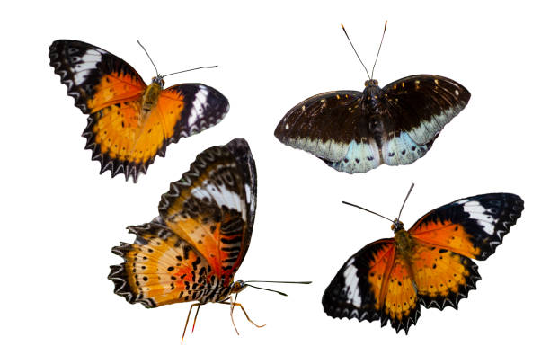 istock Collection Butterfly spots orange yellow white background Isolate 1141352319