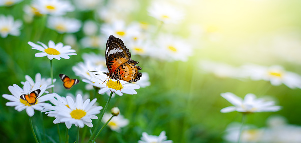 The yellow orange butterfly is on the white pink flowers in the green grass fields