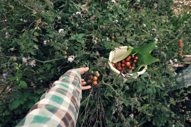 Woman hand harvesting wild cherry tomato grow in grassland, photo in cyan color from top view, red ripe tomatoes, fresh fruit bunch on green in nature at Da lat, Viet Nam on day