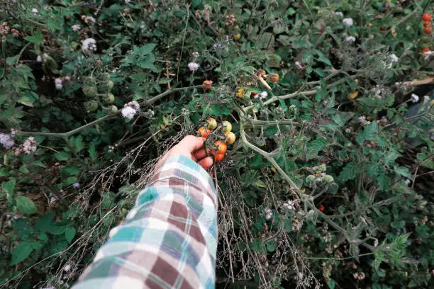 Woman hand harvesting wild cherry tomato grow in grassland, photo in cyan color from top view, red ripe tomatoes, fresh fruit bunch on green in nature at Da lat, Viet Nam on day