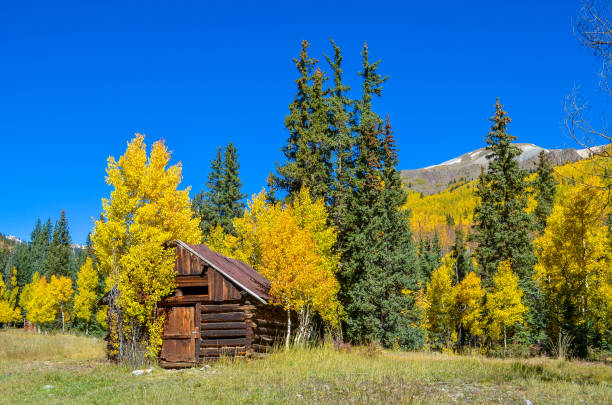 istock Autumn colors as aspen tree change in Colorado 1141353527