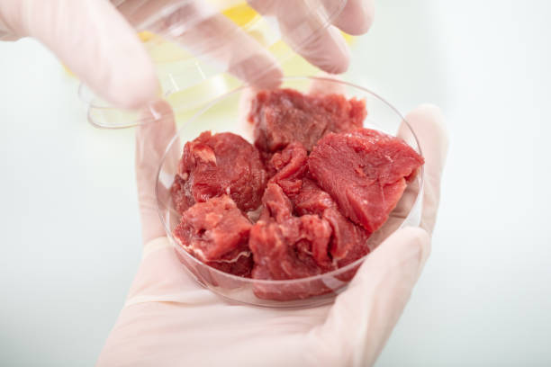 istock Scientist Holding Petri Dish With Meat Sample 1141353601