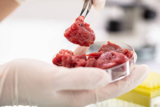 istock Researcher Inspecting Meat Sample In Laboratory 1141353605