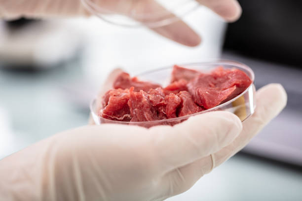istock Scientist Holding Petri Dish With Meat Sample 1141353606