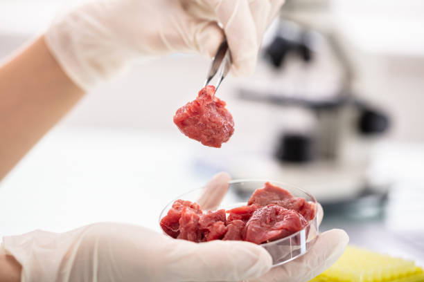 forscher inspizieren fleischprobe im labor - fleisch stock-fotos und bilder