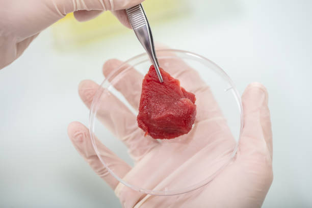 istock Researcher Inspecting Meat Sample In Laboratory 1141353609