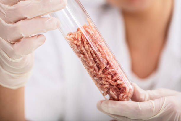 Scientist Hold Meat Sample In Lab Test Tube Scientist Hand In Protective Glove Holding Raw Artificial Grown Meat In Laboratory Test Tube adult offspring stock pictures, royalty-free photos & images