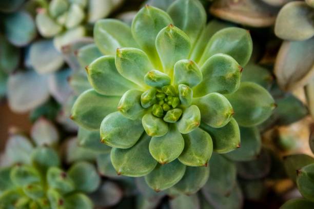istock Succulent plant in south korea 1141353693