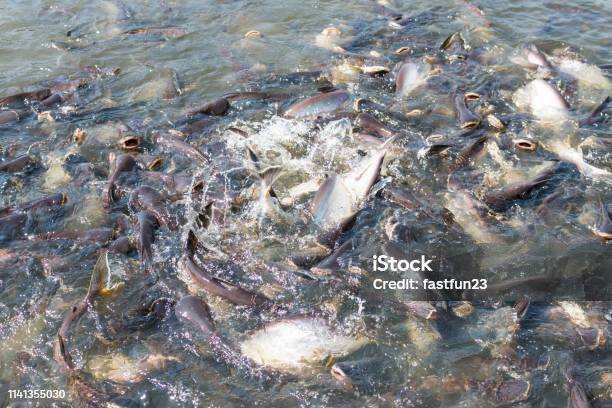 Panash Fish Pangasius Fish Stock Photo - Download Image Now - Animals In Captivity ...