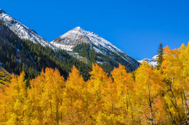 istock Autumn colors as aspen tree change in Colorado 1141355762