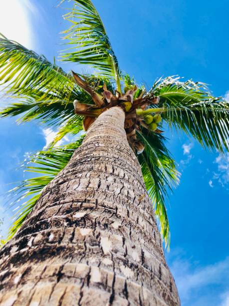 istock Told palm tree with big green leafs and blue sky on the back 1141356848