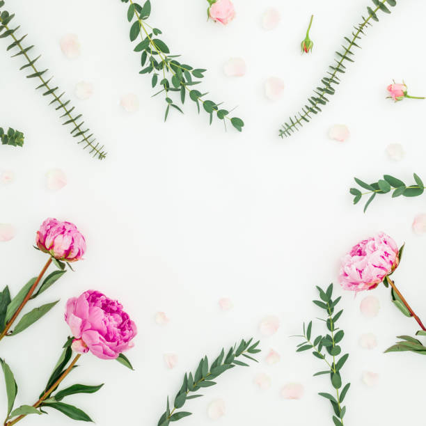 istock Floral frame with pink peonies and eucalyptus branches on white background. Flat lay, top view 1141357257