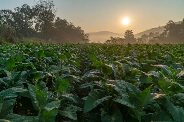 Plantation of tobacco trees in the countryside during the sunrise in winter.