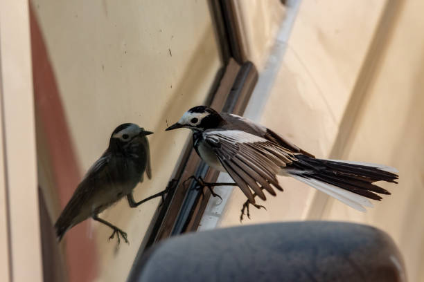istock Birds of skies 1141358450