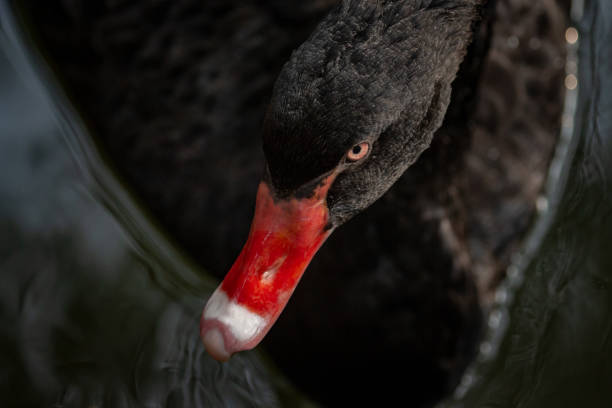 cigno nero - black swan foto e immagini stock