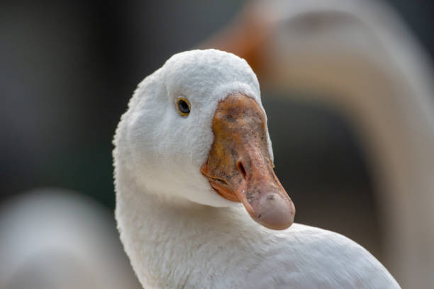istock Birds of skies 1141358516