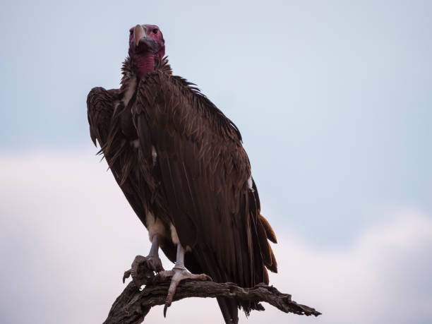 istock Epic close up lappet faced vulture on tree branch 1141358578