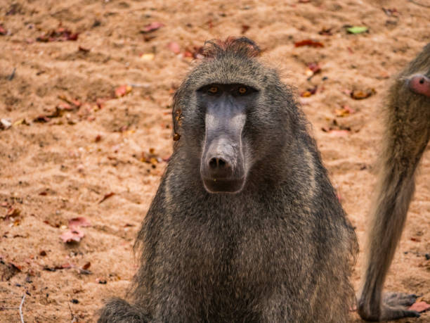 istock Male Chacma baboon looking into camera 1141358684