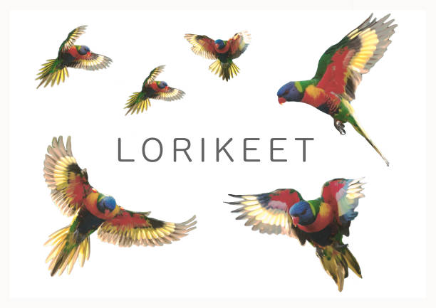 set of flying colourful rainbow lorikeet parrot birds for texture with white background background textured wallpaper inspiration design Australia Australian animal bird lorikeet photos stock pictures, royalty-free photos & images
