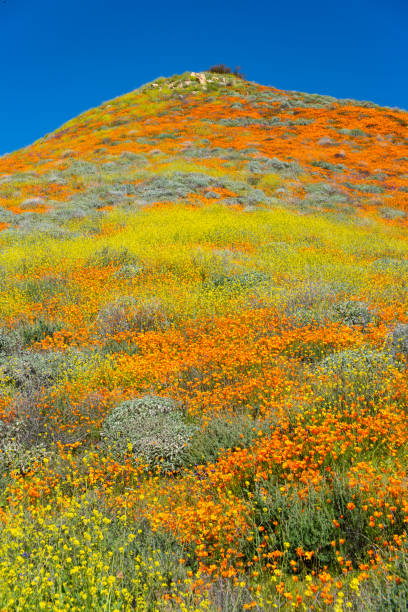 istock Super Bloom Lake Elsinore, Ca. 1141359458