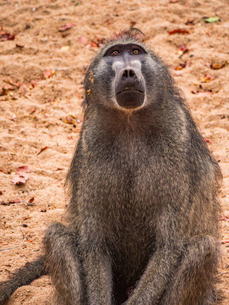 istock Male Chacma baboon looking into camera 1141359502