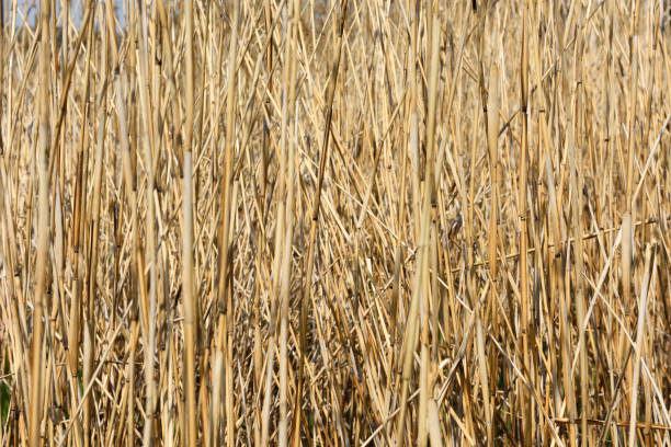 istock Lots of reeds stem 1141359507