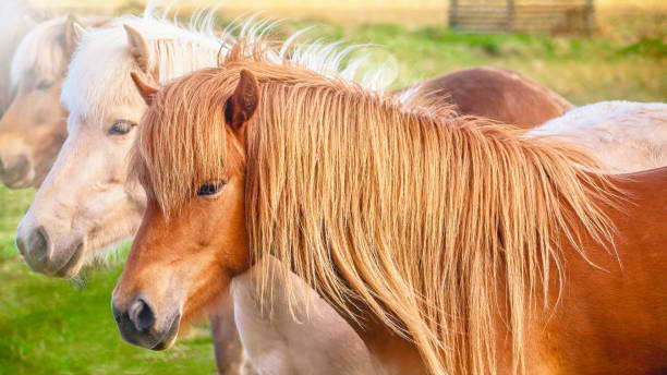los caballos islandeses son una raza única de caballos resistentes y pequeños que sólo se encuentran en islandia. esta es una vista de cerca de una hermosa yegua de castaño de pie junto a otros dos caballos islandeses de diferentes colores. - hardy fotografías e imágenes de stock
