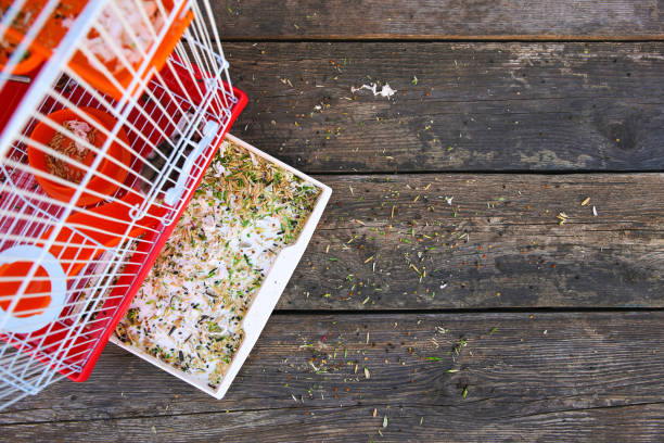 Dirty hamster cage. Concept of caring for pet. Dirty hamster cage. Concept of caring for pet. messy vs clean desk stock pictures, royalty-free photos & images