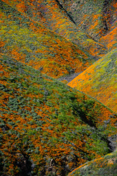 istock Super Bloom Lake Elsinore, Ca. 1141360736