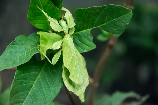 istock Grasshopper leaves. Grasshopper leaf in the jungle 1141360840