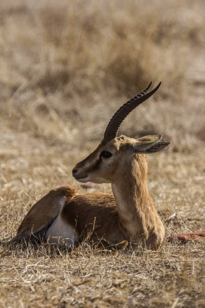 Chinkara Gazella Bennettii Also Known As The Indian Gazelle Stock Photo - Download Image Now - iStock Chinkara Gazella Bennettii Also Known As The Indian Gazelle Stock Photo - Download Image Now - iStock