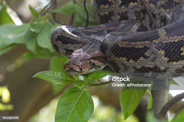 Indian Rock Python On Tree Python Molurus Stock Photo - Download Image ...
