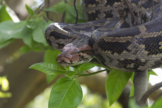 indian rock python na drzewie. molurus python - snake animal young animal crawling zdjęcia i obrazy z banku zdjęć