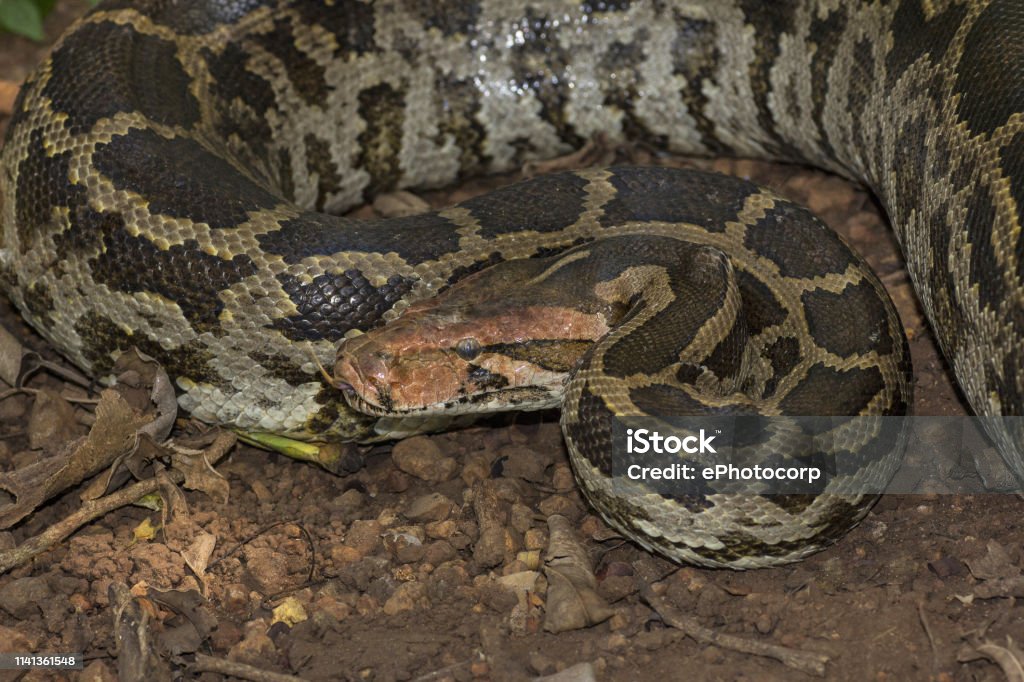 Indian Rock Python Python Molurus Stock Photo - Download Image Now ...