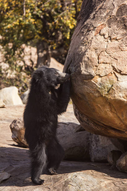 Sloth Bear, Melursus Ursinus. Daroji Bear Sanctuary, Ballari district, Karnataka, India