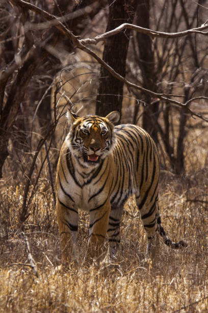 タイガー、ヒョウ属チグリス。アローヘッド、ランタンボアタイガーリザーブ、ラージャスターン、インド - tiger roaring danger power ストックフォトと画像