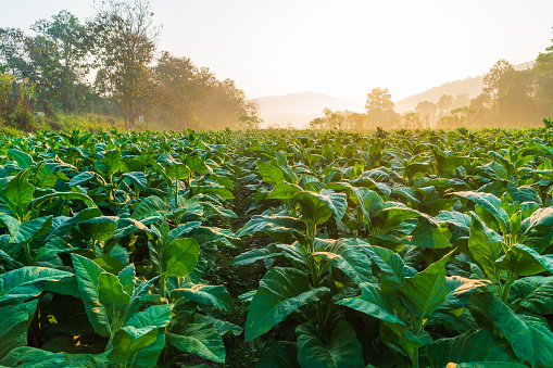 Plantation of tobacco plants under the sunrise and white sky during winter in Chiang Mai.