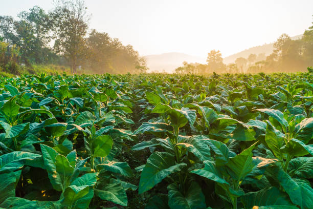 9,500+ Tobacco Fields Stock Photos, Pictures & Royalty-Free Images - iStock | Tobacco farm, Tobacco crop, Tobacco industry
