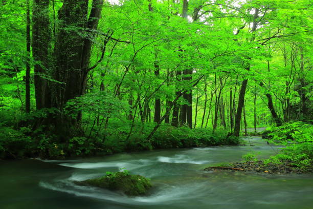 istock Aomori Prefecture summer mountain stream 1141361843