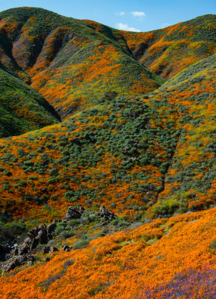 istock Super Bloom Lake Elsinore, Ca. 1141362808