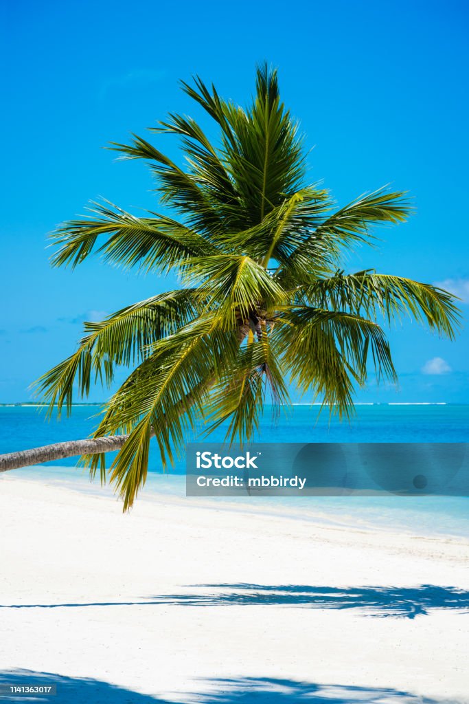 Palme am tropischen Paradiesstrand auf den Malediven, Insel Herathera - Lizenzfrei Meer Stock-Foto
