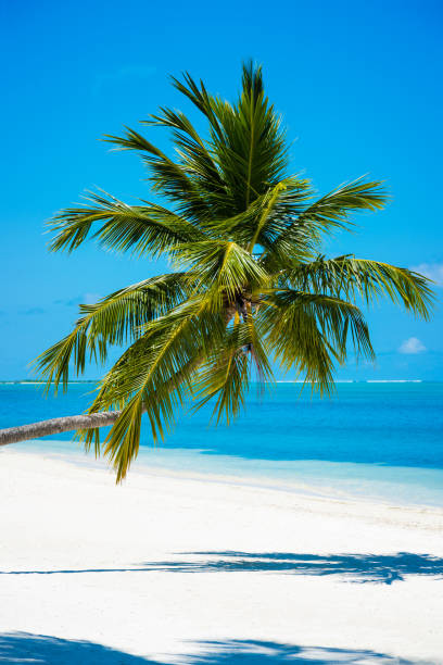 Photogenic palm tree at tropical paradise beach in Maldives, Addu City, Herathera island, Addu atoll (former Seenu Atoll), Maldives. Luxury travel holidays background. Property released. Photo taken by Sony a7R II, 42 Mpix.