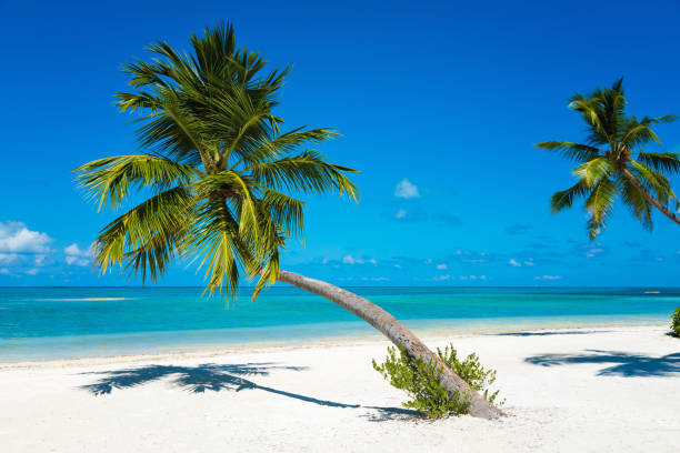 istock Palm tree at tropical paradise beach in Maldives, Herathera island 1141363056