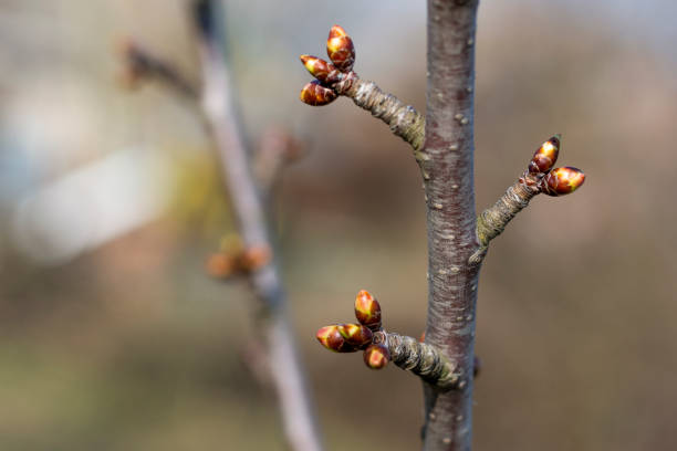 istock Branch with sweet cherry buds close-up on a green background 1141363083
