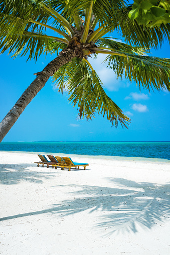Photogenic palm and sunbeds at tropical paradise beach at Maldives, Addu City, Herathera island, Addu atoll (former Seenu Atoll), Maldives. Property released. Luxury travel holidays background.