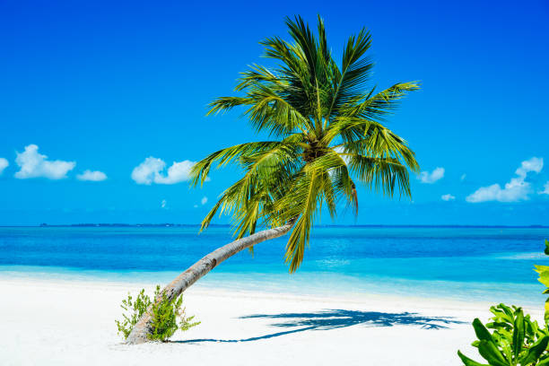istock Palm tree at tropical paradise beach in Maldives, Herathera island 1141363146