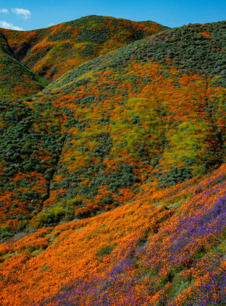 istock Super Bloom Lake Elsinore, Ca. 1141363208