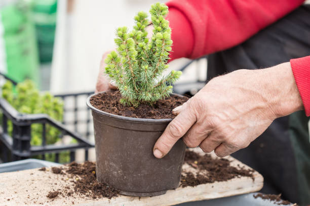 istock Farmer potting plant 1141363831