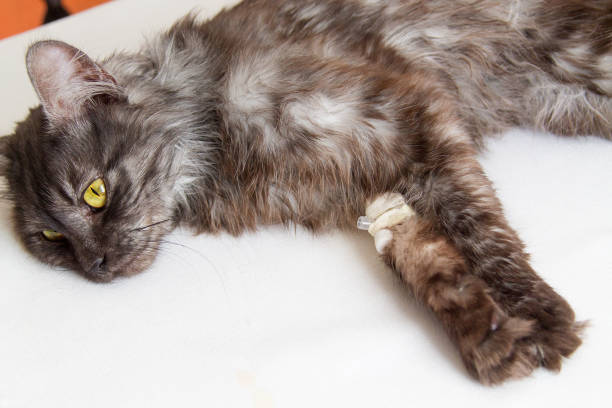 istock grey cat lying with a catheter in his paw 1141363975